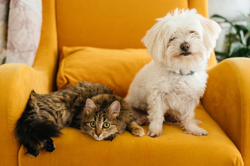 a cat and dog sitting on a yellow chair