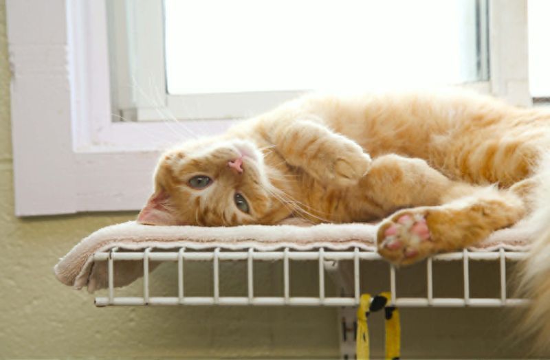 an orange cat snuggling next to a window