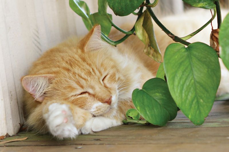 a tabby cat lounges next to a plant