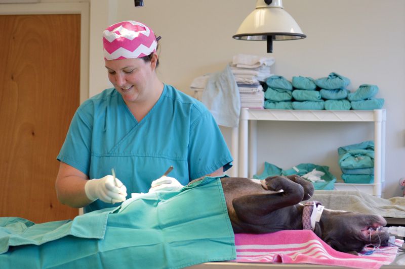 a vet performs surgery on a large dog