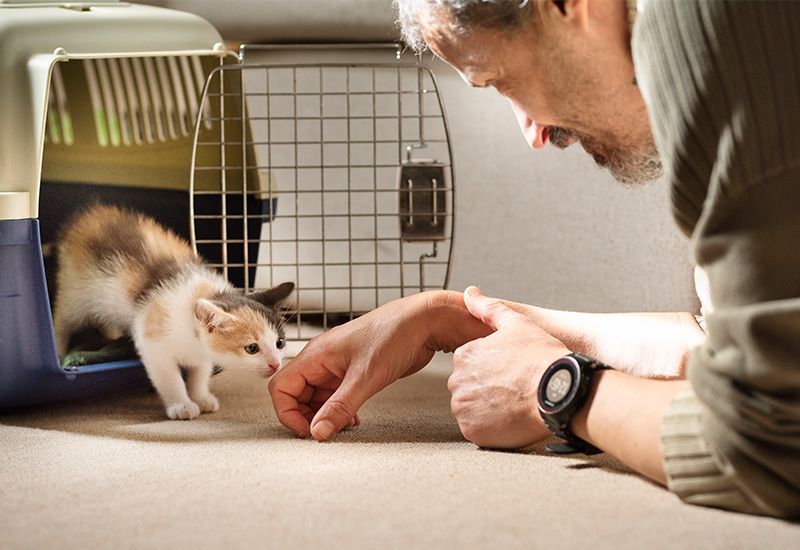 A kitten, stepping out of crate sniffing a man's hand