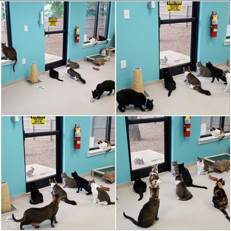 a series of four photos capturing cats playing and watching a rabbit outside a window