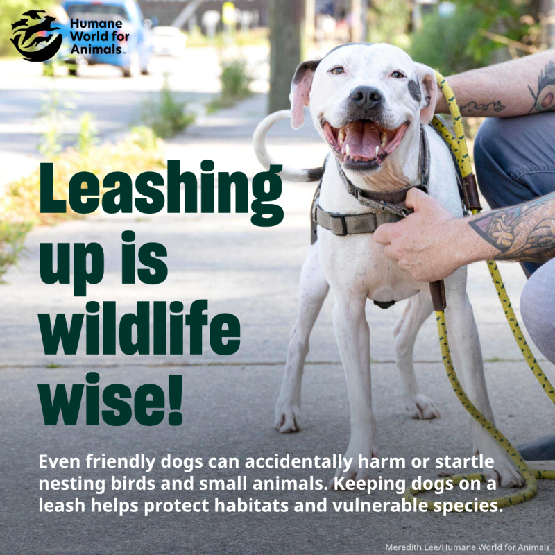 leashing up is wildlife wise