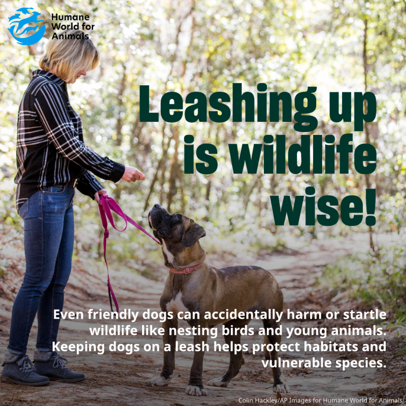 leashing up is wildlife wise