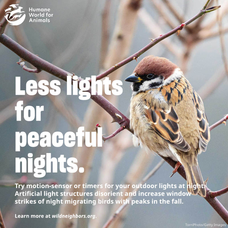 less lights for peaceful nights