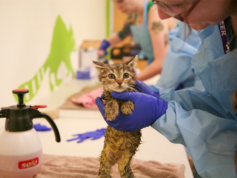 Cat getting a lime sulfur ringworm treatment