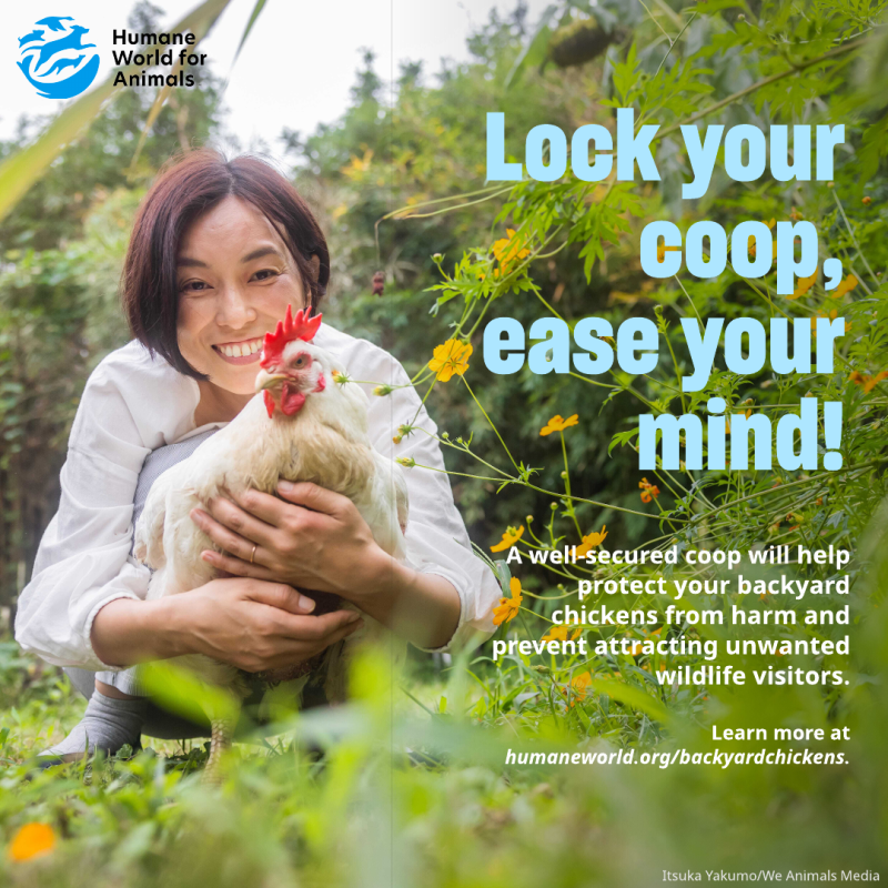 lock your coop ease your mind