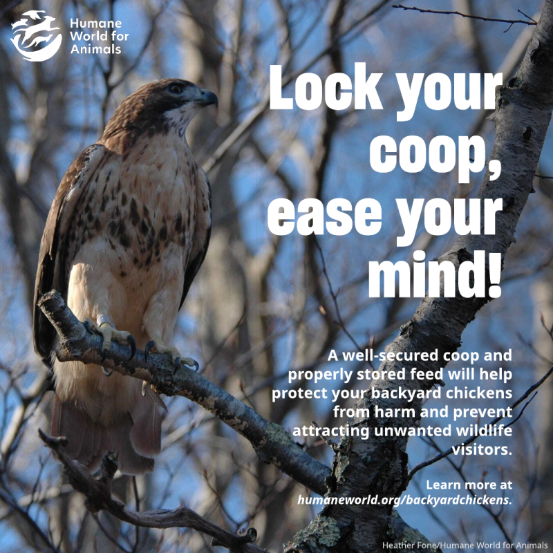 lock your coop ease your mind