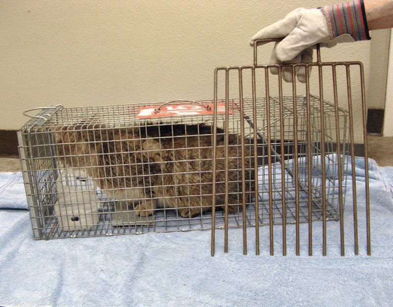 Feral cat caught in a humane cat trap prior to being neutered and