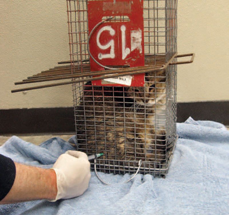 Returning healthy feral cats  HumanePro by The Humane Society of