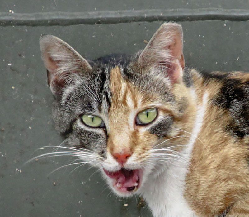 Feral cat caught in a humane cat trap prior to being neutered and