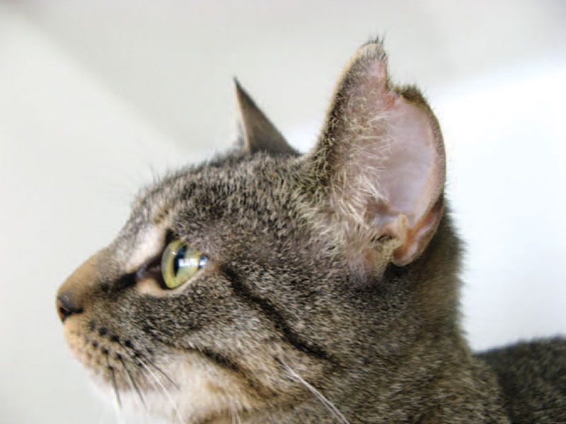 Feral cat with torn ear flap