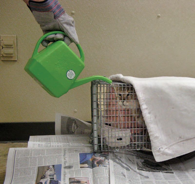 Providing water to a cat in a trap