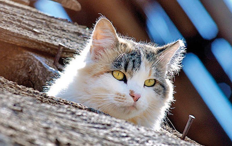 Large feral cat trap, a much longer, larger cat trap for catching