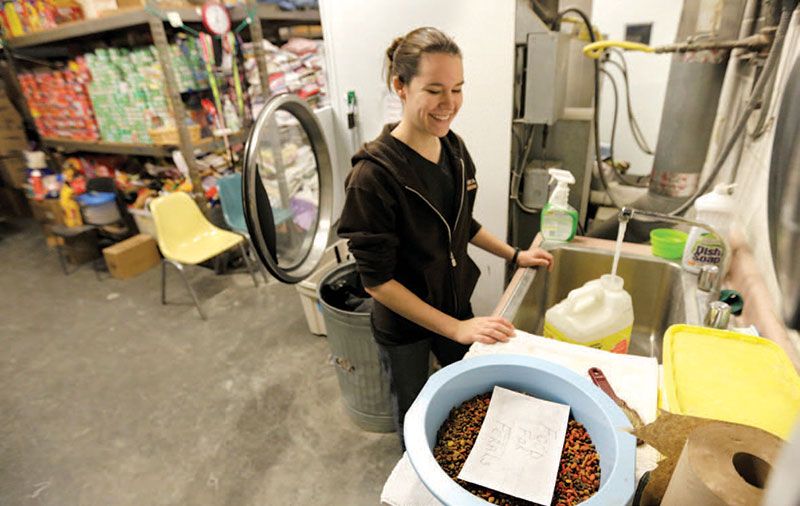 Nikki Holladay prepares food and water for the colony of feral cats