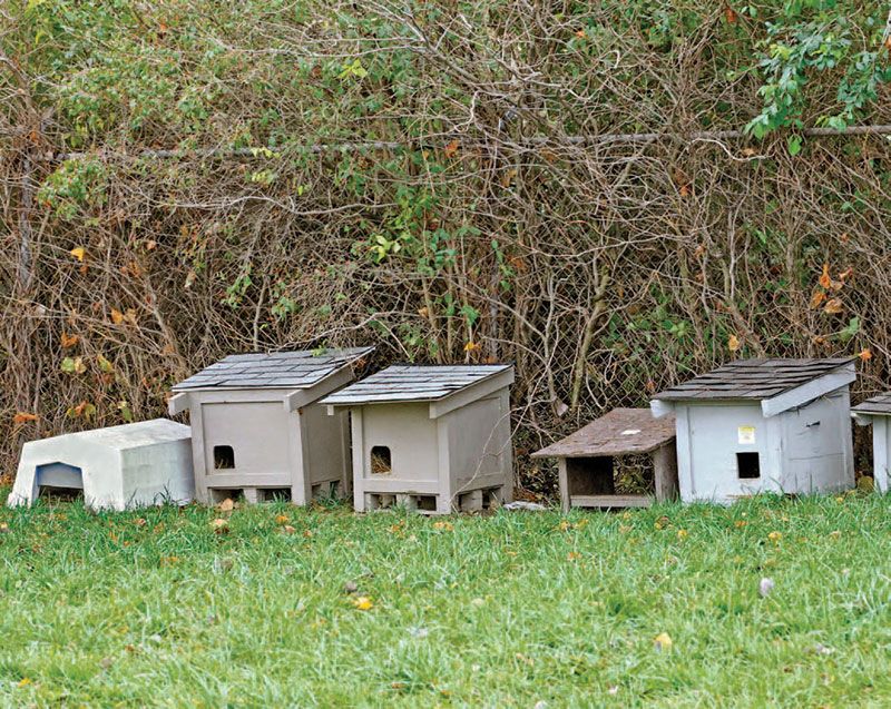 Shelters house feral feline visitors at the Indianapolis Animal Control facility.