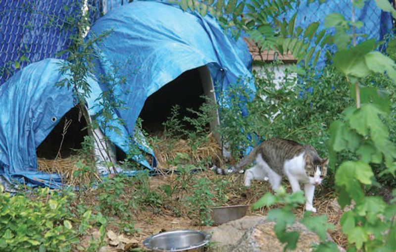 The Best Bait for Feral Cats (Humane Only!) – The Barn Cat Lady