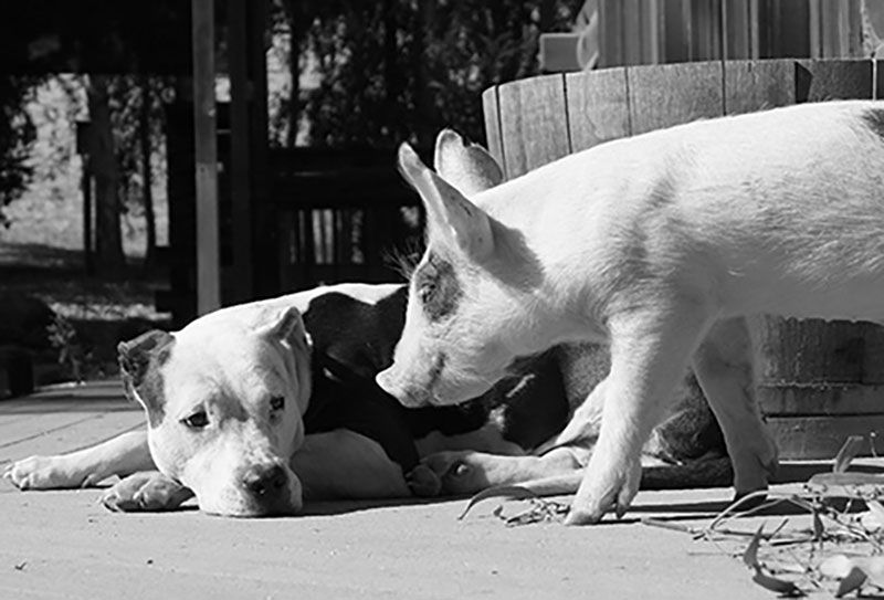 Dog Bella and Ivan the pig at Animal Place’s Rescue Ranch