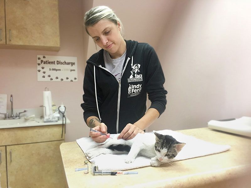 Veterinary technician Adria Johnson vaccinates a community cat at the FACE Animal Clinic in Indianapolis