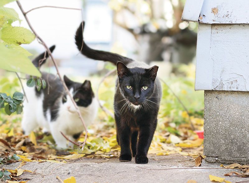These community cats were sterilized and vaccinated through IndyFeral, a nonprofit trap-neuter-return program that officials have praised for its public health benefits