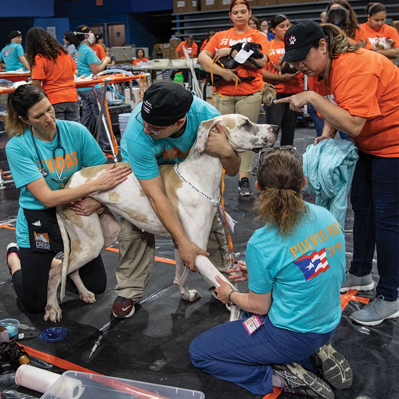 Proividing spay/neuter services in Puerto Rico