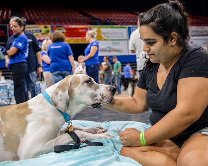 Families stay with their pets through the entire registration and surgical preparation process, then they are invited back to help their animals ease out of anesthesia.