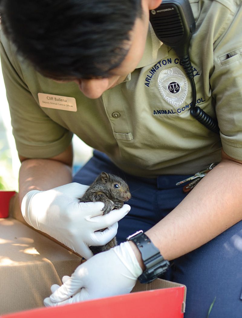 Animal control officer Cliff Ballena assesses an injured baby squirrel