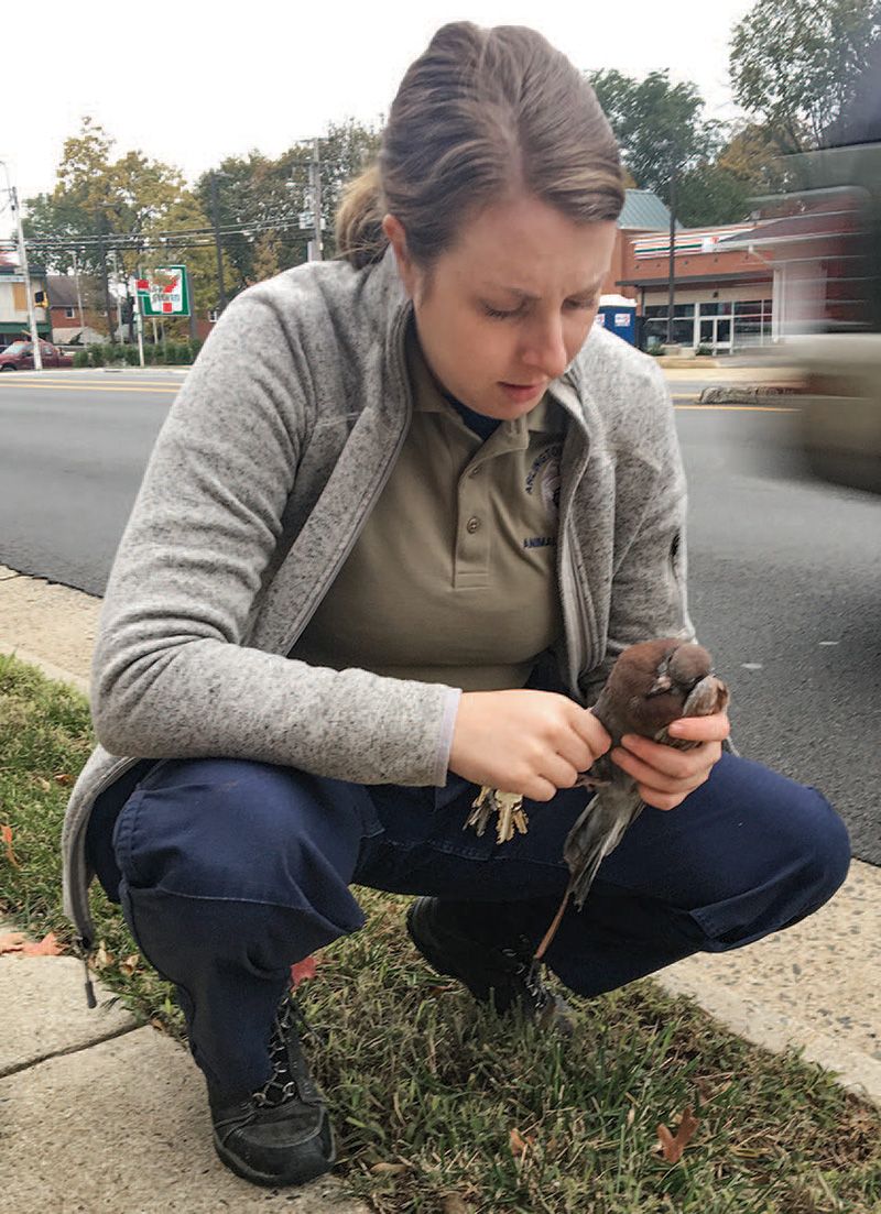 Chief animal control officer Jennifer Toussaint checks the condition of a pigeon struck by a car