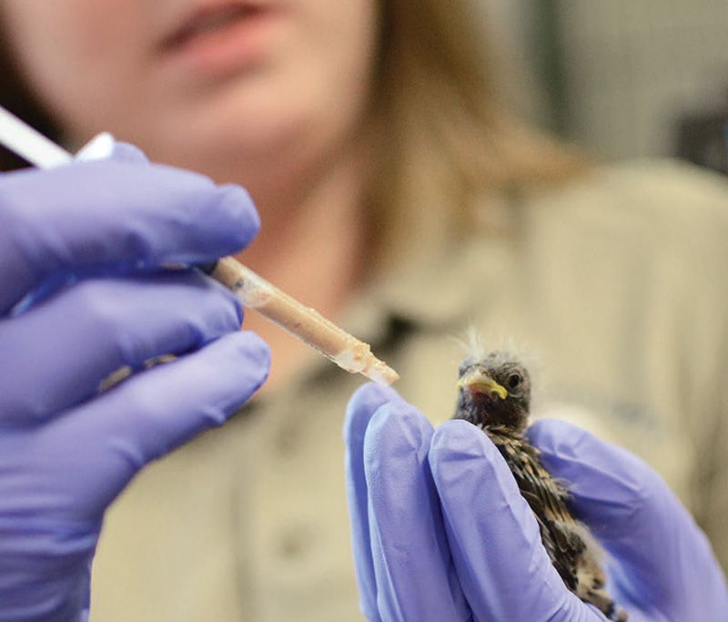 Feeding a baby bird