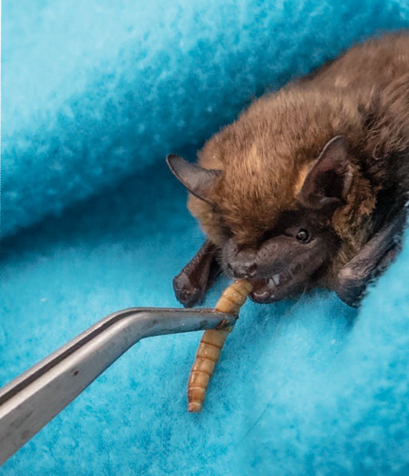 Kim O’Keefe feeds a live mealworm to a big brown bat