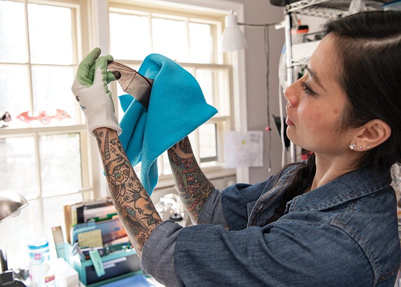 Kim O’Keefe, a wildlife rehabilitator who works with AWLA, inspects a bat’s wings for structural issues or injuries that could prevent release