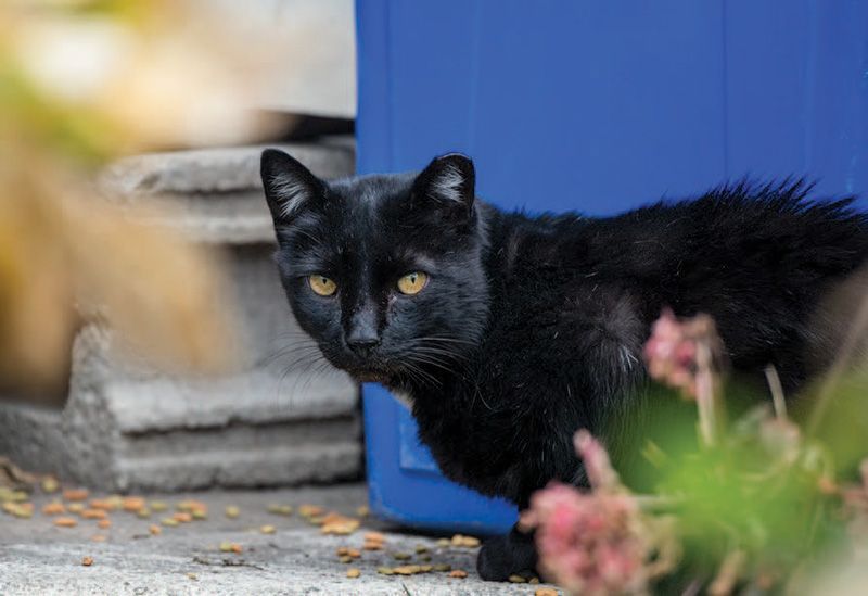 Cat next to recycling bin