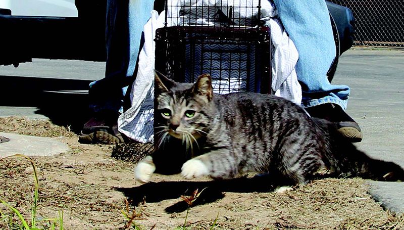 A sterilized community cat eagerly flees the trap