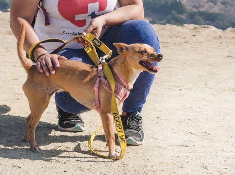 Popular with tourists, Free Animal Doctor’s hikes with rescue dogs help fund veterinary care for animals in need
