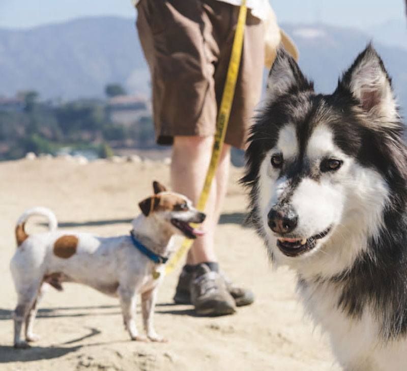 At Runyon Canyon Park, foster dogs and tourists take a breather at a scenic lookout.