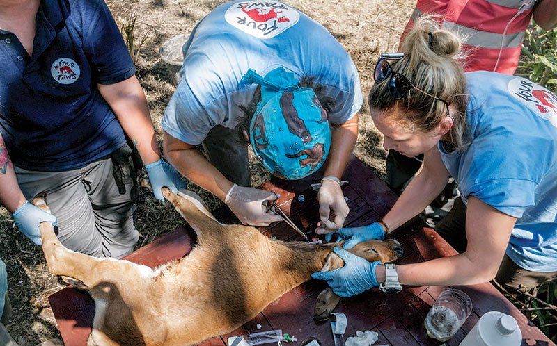 Medical personnel from FOUR PAWS International place a jugular catheter in an abandoned calf in Indonesia