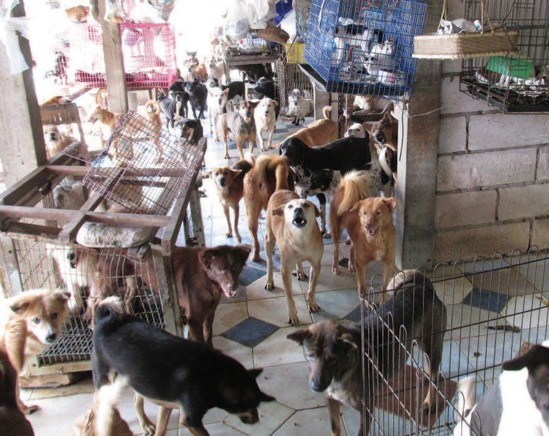 Animals await medical attention in an overcrowded Bangkok temple