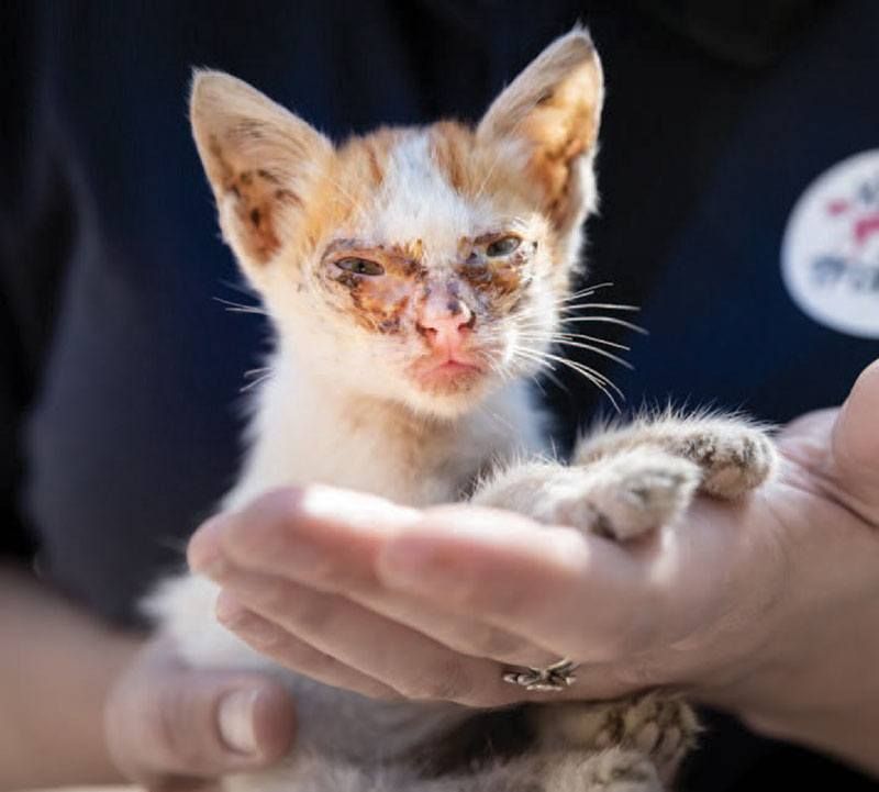 A stray kitten receives treatment at a Buddhist temple in Cambodia