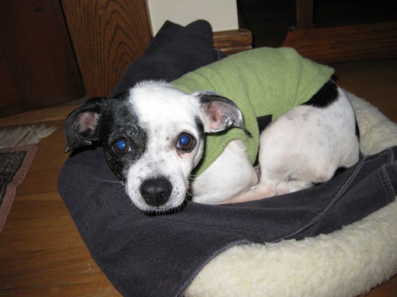 Mary Ann Behme's dog Itsy Bitsy in bed