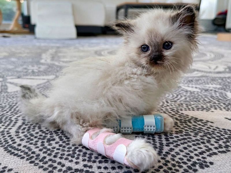 a kitten with casts on both back legs