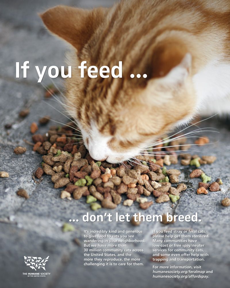 If you feed, don't let them breed
