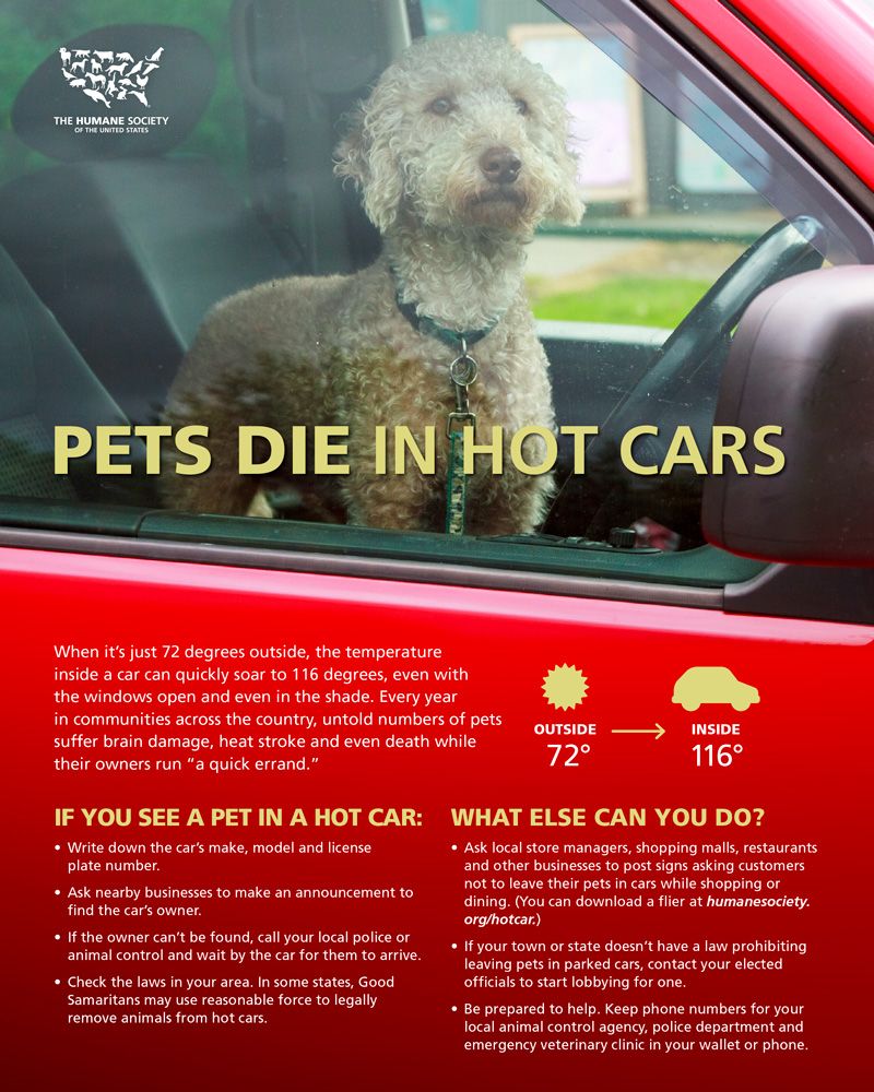 Pets die in hot cars