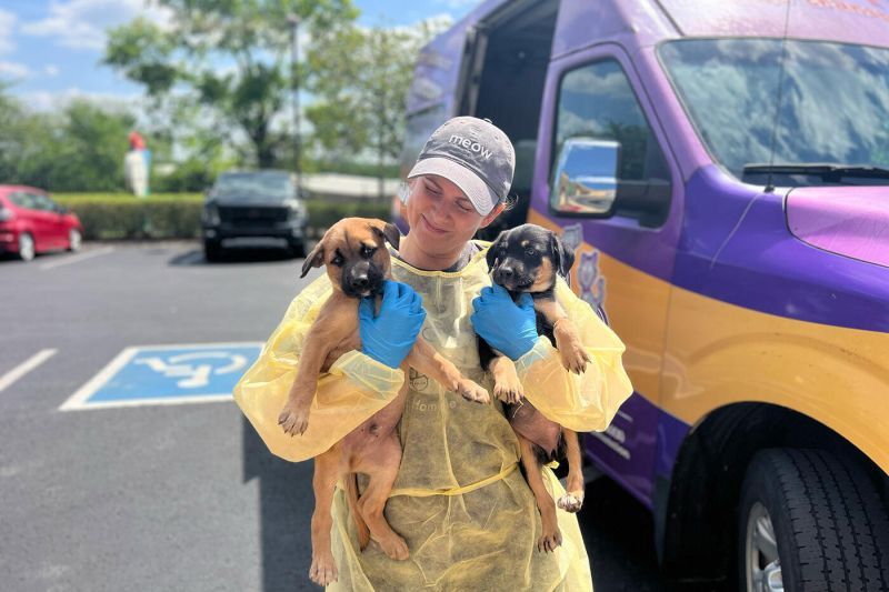 a woman holds two puppies next to a van