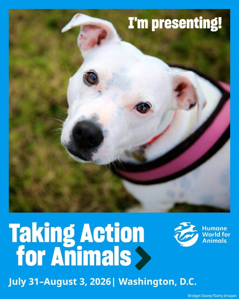 I'm presenting at TAFA 2026