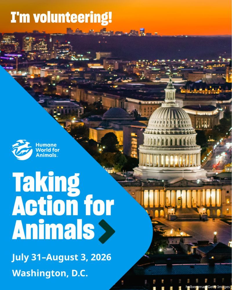 I'm volunteering at TAFA 2026