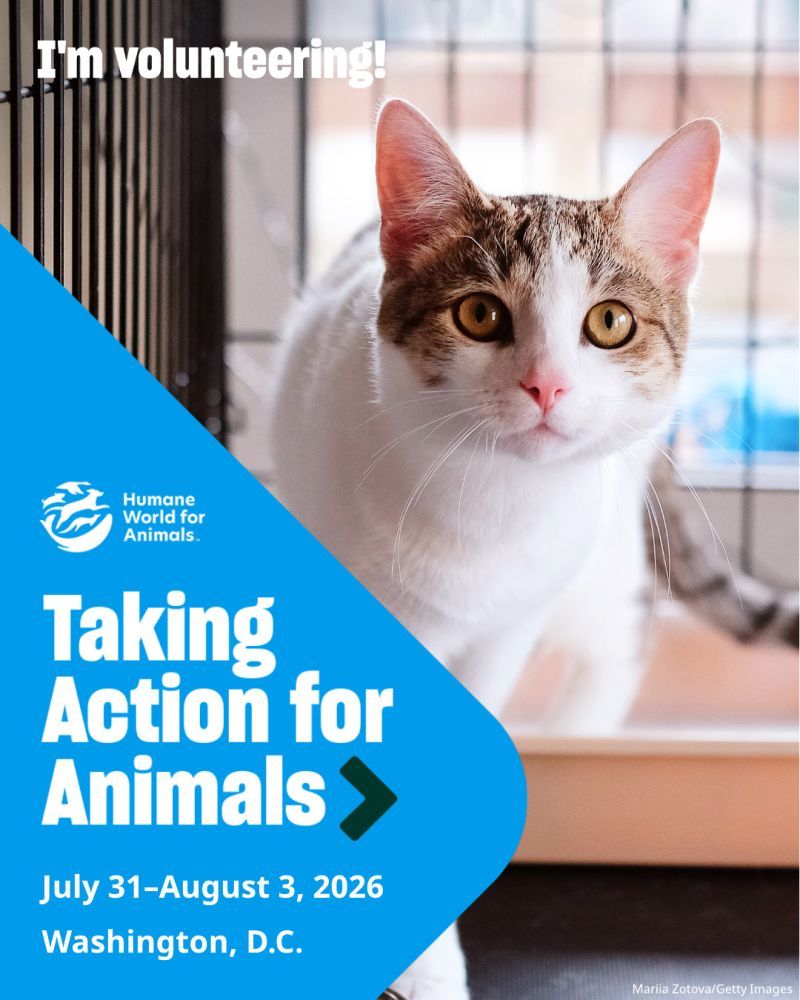 I'm volunteering at TAFA 2026