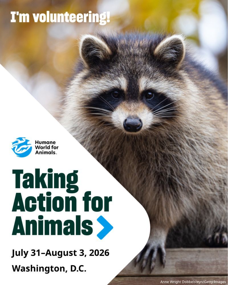 I'm volunteering at TAFA 2026