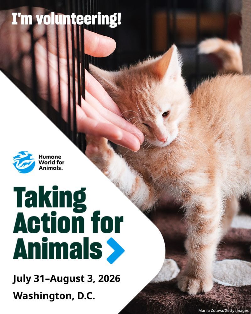 I'm volunteering at TAFA 2026