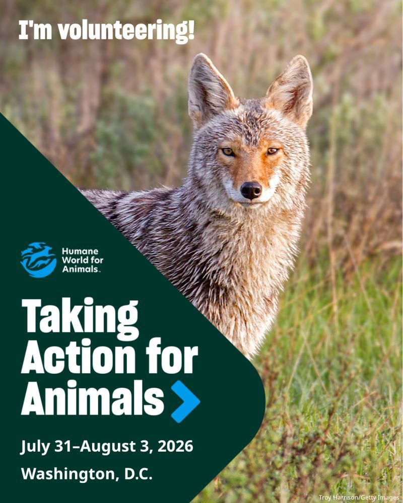 I'm volunteering at TAFA 2026