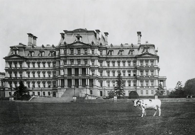 Pauline Wayne, President Taft's cow outside, grazing.